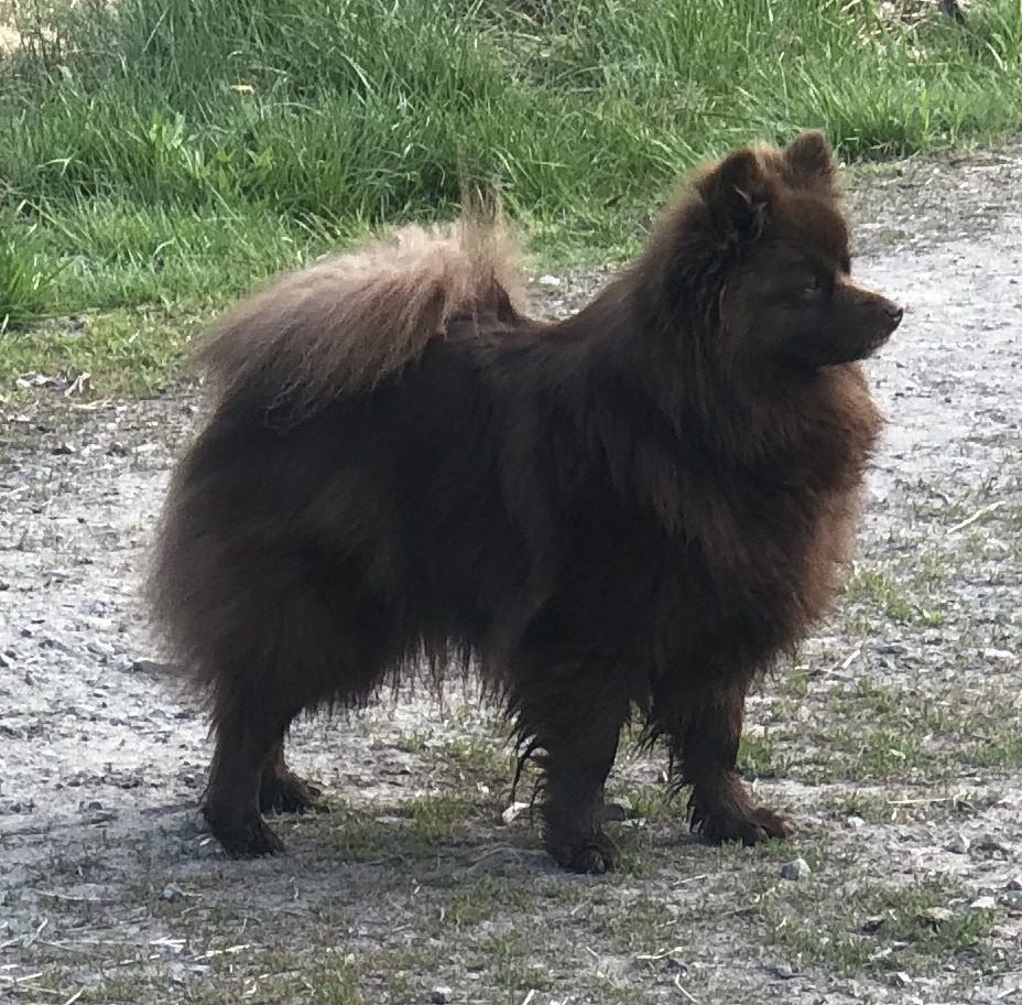 Lilla brun230522 1