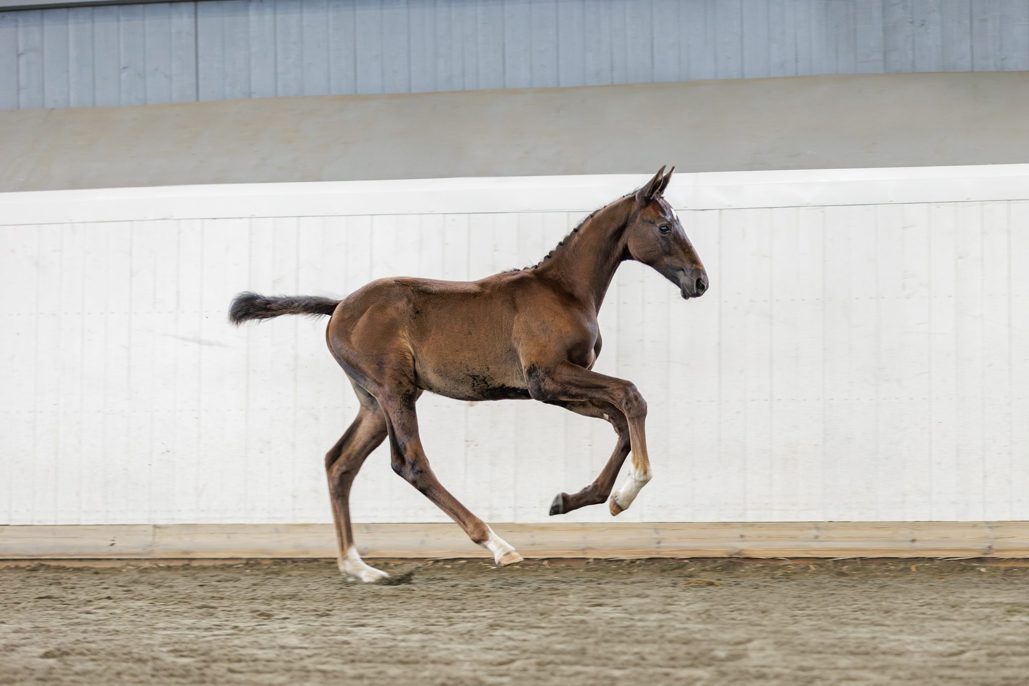 Gamester galopp själv 2023-07