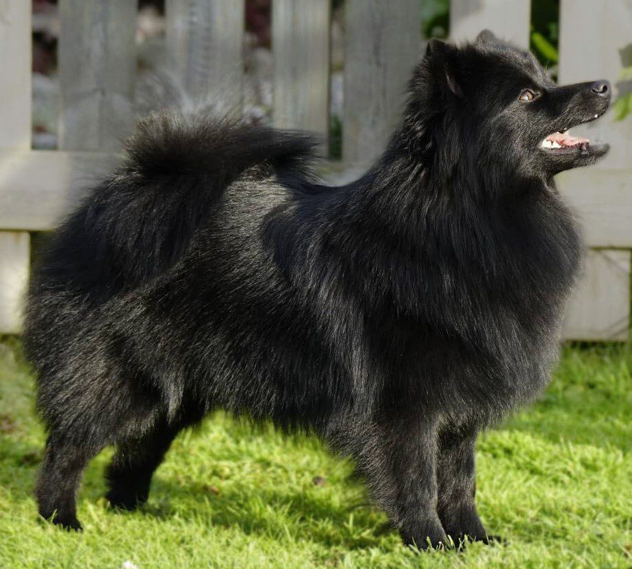 Nova till valpsidan2