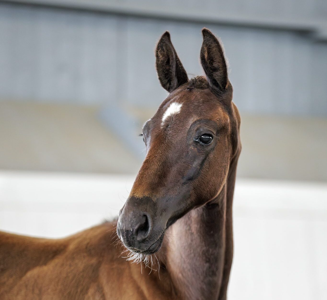 Gamester huvud 2023-07