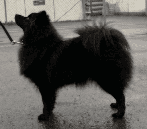 Schärotts Midnight Diamond