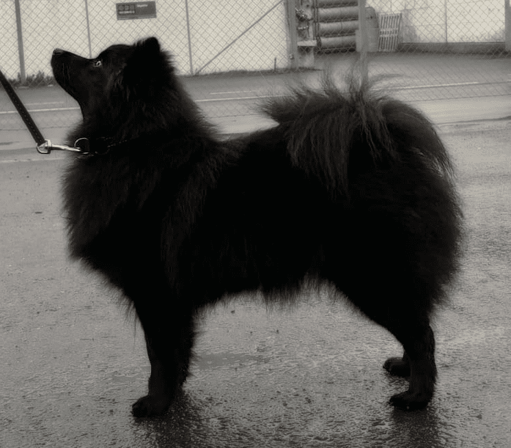 Schärotts Midnight Diamond