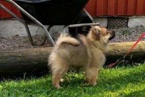 Nollan stående 2025-07