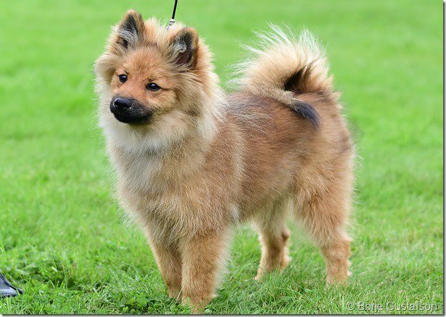 Ochra utställning Molkom